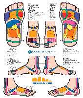 reflexology003001.gif